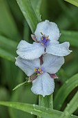 HIGHFIELD FARM, MONMOUTHSHIRE: MAY, SHADE, WOODLAND, CREAM, PURPLE FLOWERS, BLOOMS OF TRADESCANTIA ANDERSONIANA OSPREY, PERENNIALS