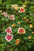 HIGHFIELD FARM, MONMOUTHSHIRE: MAY, RED, YELLOW, CREAM FLOWERS, BLOOMS OF ROSES, ROSA EYE OF THE TIGER, PERSICA ROSE