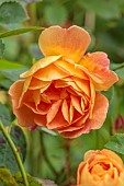 HIGHFIELD FARM, MONMOUTHSHIRE: MAY, ORANGE FLOWERS, BLOOMS OF ROSE LADY OF SHALLOT, DAVID AUSTIN ENGLISH SHRUB ROSE