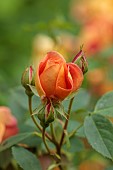 HIGHFIELD FARM, MONMOUTHSHIRE: MAY, ORANGE FLOWERS, BLOOMS OF ROSE LADY OF SHALLOT, DAVID AUSTIN ENGLISH SHRUB ROSE