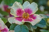 HIGHFIELD FARM, MONMOUTHSHIRE: MAY, RED, YELLOW, CREAM FLOWERS, BLOOMS OF ROSES, ROSA EYE OF THE TIGER, PERSICA ROSE