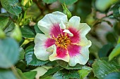 HIGHFIELD FARM, MONMOUTHSHIRE: MAY, RED, YELLOW, CREAM FLOWERS, BLOOMS OF ROSES, ROSA EYE OF THE TIGER, PERSICA ROSE