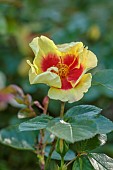HIGHFIELD FARM, MONMOUTHSHIRE: MAY, RED, YELLOW, CREAM FLOWERS, BLOOMS OF ROSES, ROSA EYE OF THE TIGER, PERSICA ROSE