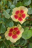 HIGHFIELD FARM, MONMOUTHSHIRE: MAY, RED, YELLOW, CREAM FLOWERS, BLOOMS OF ROSES, ROSA EYE OF THE TIGER, PERSICA ROSE