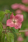 HIGHFIELD FARM, MONMOUTHSHIRE: MAY, SHADE, WOODLAND, CORNUS KOUSA CHINENSIS MISS SATOMI, DOGWOODS, TREES, DECIDUOUS, SHRUBS