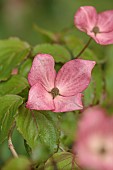 HIGHFIELD FARM, MONMOUTHSHIRE: MAY, SHADE, WOODLAND, CORNUS KOUSA CHINENSIS MISS SATOMI, DOGWOODS, TREES, DECIDUOUS, SHRUBS