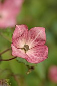 HIGHFIELD FARM, MONMOUTHSHIRE: MAY, SHADE, WOODLAND, CORNUS KOUSA CHINENSIS MISS SATOMI, DOGWOODS, TREES, DECIDUOUS, SHRUBS