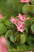 HIGHFIELD FARM, MONMOUTHSHIRE: MAY, SHADE, WOODLAND, CORNUS KOUSA CHINENSIS MISS SATOMI, DOGWOODS, TREES, DECIDUOUS, SHRUBS