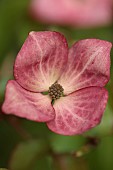 HIGHFIELD FARM, MONMOUTHSHIRE: MAY, SHADE, WOODLAND, CORNUS KOUSA CHINENSIS MISS SATOMI, DOGWOODS, TREES, DECIDUOUS, SHRUBS