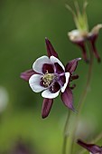 HIGHFIELD FARM, MONMOUTHSHIRE: MAY, SHADE, WOODLAND, AQUILEGIA VULGARIS WILLIAM GUINESS, GRANNYS BONNET, COLUMBINES, PERENNIALS
