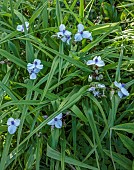HIGHFIELD FARM, MONMOUTHSHIRE: MAY, SHADE, WOODLAND, CREAM, PURPLE FLOWERS, BLOOMS OF TRADESCANTIA ANDERSONIANA OSPREY, PERENNIALS