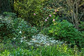 HIGHFIELD FARM, MONMOUTHSHIRE: MAY, SHADE, SHADY, WOODLAND, ROSE, ROSA STRAWBERRY HIL, PELTARIA ALLIACEA, GARLIC CRESS
