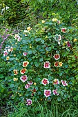 HIGHFIELD FARM, MONMOUTHSHIRE: MAY, RED, YELLOW, CREAM FLOWERS, BLOOMS OF ROSES, ROSA EYE OF THE TIGER, PERSICA ROSE