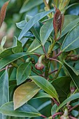 HIGHFIELD FARM, MONMOUTHSHIRE: MAY, ILLICUM GRIFFITHII, TREE, HIMALAYAN STAR ANISE