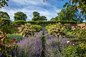 THE MANOR HOUSE, BLEDLOW, BUCKINGHAMSHIRE: MAY, MURAL OF VERTUMNUS IN THE MANNER OF ARCHIMBOLDO BY OWEN TURVILLE, STANDARD PRUNUS LUSITANICA, NEPETA WALKERS LOW, PATH, VISTA