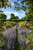 THE MANOR HOUSE, BLEDLOW, BUCKINGHAMSHIRE: MAY, MURAL OF VERTUMNUS IN THE MANNER OF ARCHIMBOLDO BY OWEN TURVILLE, STANDARD PRUNUS LUSITANICA, NEPETA WALKERS LOW, PATH, VISTA