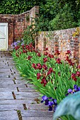 THE MANOR HOUSE, BLEDLOW, BUCKINGHAMSHIRE: MAY, WALLED GARDEN, ROW OF IRIS KENT PRIDE BESIDE THE WALL, PATH