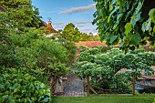 THE MANOR HOUSE, BLEDLOW, BUCKINGHAMSHIRE: MAY, PATH, BERGENIA, PARROTIA PERSICA, RHUS TYPHINA DISSECTA, GREVILLEA ROSMARINIFOLIA JENKSII, CORNUS CONTROVERSA PAGODA