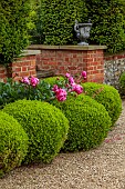 THE MANOR HOUSE, BLEDLOW, BUCKINGHAMSHIRE: BOX BALLS AND PEONIES BESIDE THE WALL