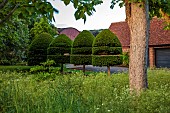 THE MANOR HOUSE, BLEDLOW, BUCKINGHAMSHIRE: MAY, CLIPPED TOPIARY YEW ON THE MAIN LAWN