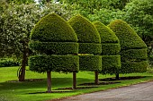 THE MANOR HOUSE, BLEDLOW, BUCKINGHAMSHIRE: MAY, CLIPPED TOPIARY YEW ON THE MAIN LAWN