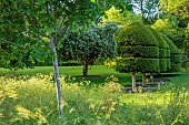 THE MANOR HOUSE, BLEDLOW, BUCKINGHAMSHIRE: MAY, CLIPPED TOPIARY YEW ON THE MAIN LAWN