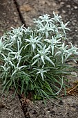 THE MANOR HOUSE, BLEDLOW, BUCKINGHAMSHIRE: FLOWERS, BLOOMS OF EDELWEISS IN PAVING