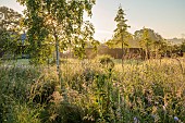 TYTHE BARN, OXFORDSHIRE, DESIGNER SARAH NAYBOUR: WILDLIFE MEADOW, JUNE, GRASSES, SCABIOUS