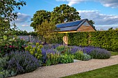 TYTHE BARN, OXFORDSHIRE, DESIGNER SARAH NAYBOUR: JUNE, BORDER, SALVIA NEMEROSA CARADONNA, SISYRINCHIUM STRIATUM, EUPHORBIA, ALCHEMILLA MOLLIS, ROSA MUNSTEAD WOOD