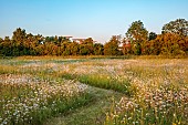TYTHE BARN, OXFORDSHIRE, DESIGNER SARAH NAYBOUR: WILDFLOWER MEADOW, OXE EYE DAISIES - LEUCANTHEMUM VULGARE - COUNTRY GARDEN, INFORMAL, PATHS, JUNE