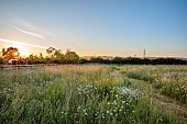 TYTHE BARN, OXFORDSHIRE, DESIGNER SARAH NAYBOUR: WILDFLOWER MEADOW, OXE EYE DAISIES - LEUCANTHEMUM VULGARE - COUNTRY GARDEN, INFORMAL, PATHS, JUNE