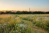 TYTHE BARN, OXFORDSHIRE, DESIGNER SARAH NAYBOUR: WILDFLOWER MEADOW, OXE EYE DAISIES - LEUCANTHEMUM VULGARE - COUNTRY GARDEN, INFORMAL, PATHS, JUNE