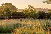 TYTHE BARN, OXFORDSHIRE, DESIGNER SARAH NAYBOUR: WILDFLOWER MEADOW, OXE EYE DAISIES - LEUCANTHEMUM VULGARE - COUNTRY GARDEN, INFORMAL, JUNE
