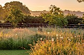TYTHE BARN, OXFORDSHIRE, DESIGNER SARAH NAYBOUR: WILDFLOWER MEADOW, OXE EYE DAISIES - LEUCANTHEMUM VULGARE - COUNTRY GARDEN, INFORMAL, JUNE