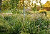 TYTHE BARN, OXFORDSHIRE, DESIGNER SARAH NAYBOUR: WILDFLOWER MEADOW, COUNTRY GARDEN, JUNE, SCABIOUS
