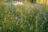 TYTHE BARN, OXFORDSHIRE, DESIGNER SARAH NAYBOUR: WILDFLOWER MEADOW, WILDFLOWERS, JUNE, FIELD SCABIOUS, KNAUTIA ARVENSIS