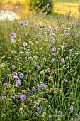TYTHE BARN, OXFORDSHIRE, DESIGNER SARAH NAYBOUR: WILDFLOWER MEADOW, WILDFLOWERS, JUNE, FIELD SCABIOUS, KNAUTIA ARVENSIS