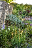 TYTHE BARN, OXFORDSHIRE, DESIGNER SARAH NAYBOUR: JUNE, FRONT GARDEN BESIDE WALL, SISYRINCHIUM STRIATUM