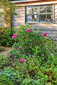 TYTHE BARN, OXFORDSHIRE, DESIGNER SARAH NAYBOUR: JUNE, FRONT GARDEN, ROSES, ROSA WILD EDRIC