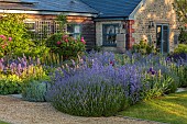 TYTHE BARN, OXFORDSHIRE, DESIGNER SARAH NAYBOUR: JUNE, BORDER, SALVIA NEMEROSA CARADONNA, SISYRINCHIUM STRIATUM, EUPHORBIA, ALCHEMILLA MOLLIS, ROSA MUNSTEAD WOOD