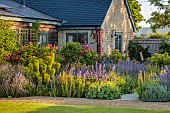 TYTHE BARN, OXFORDSHIRE, DESIGNER SARAH NAYBOUR: JUNE, BORDER, SALVIA NEMEROSA CARADONNA, SISYRINCHIUM STRIATUM, EUPHORBIA, ALCHEMILLA MOLLIS, ROSA MUNSTEAD WOOD