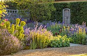 TYTHE BARN, OXFORDSHIRE, DESIGNER SARAH NAYBOUR: JUNE, BORDER, SALVIA NEMEROSA CARADONNA, SISYRINCHIUM STRIATUM, EUPHORBIA, ALCHEMILLA MOLLIS, ROSA MUNSTEAD WOOD