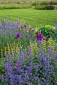 TYTHE BARN, OXFORDSHIRE, DESIGNER SARAH NAYBOUR: JUNE, BORDERS IN PURPLE AND YELLOW, IRIS SULTRY MOOD, SALVIA NEMEROSA CARADONNA, SISYRINCHIUM STRIATUM, LAWN