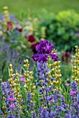 TYTHE BARN, OXFORDSHIRE, DESIGNER SARAH NAYBOUR: JUNE, BORDERS IN PURPLE AND YELLOW, IRIS SULTRY MOOD, SALVIA NEMEROSA CARADONNA, SISYRINCHIUM STRIATUM