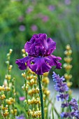 TYTHE BARN, OXFORDSHIRE, DESIGNER SARAH NAYBOUR: JUNE, BORDERS IN PURPLE AND YELLOW, IRIS SULTRY MOOD, SALVIA NEMEROSA CARADONNA, SISYRINCHIUM STRIATUM