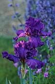 TYTHE BARN, OXFORDSHIRE, DESIGNER SARAH NAYBOUR: JUNE, IRIS SULTRY MOOD, SALVIA NEMEROSA CARADONNA
