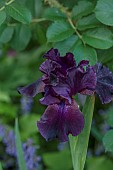 TYTHE BARN, OXFORDSHIRE, DESIGNER SARAH NAYBOUR: JUNE, PURPLE FLOWERS, BLOOMS OF BEARDED IRIS