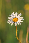 TYTHE BARN, OXFORDSHIRE, DESIGNER SARAH NAYBOUR: WILDFLOWER MEADOW, OXE EYE DAISIES - LEUCANTHEMUM VULGARE - COUNTRY GARDEN, INFORMAL
