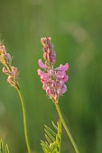 TYTHE BARN, OXFORDSHIRE, DESIGNER SARAH NAYBOUR: JUNE, WILDFLOWERS, PINK FLOWERS OF ONOBRYCHIS ARENARIA, COMMON SAINFOIN