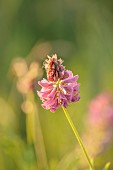 TYTHE BARN, OXFORDSHIRE, DESIGNER SARAH NAYBOUR: JUNE, WILDFLOWERS, PINK FLOWERS OF ONOBRYCHIS ARENARIA, COMMON SAINFOIN